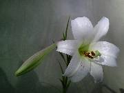 Lillium Formosana